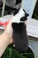 Red Collar Male , a male Pembroke Welsh Corgi for sale in Mabank, TX – 2 of 5