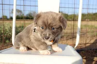 Green Collar Male , a male Pembroke Welsh Corgi for sale in Mabank, TX – 3 of 3