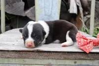 Red Collar Male , a male Pembroke Welsh Corgi for sale in Mabank, TX – 5 of 5