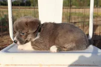Orange Collar Female , a female Pembroke Welsh Corgi for sale in Mabank, TX – 3 of 3