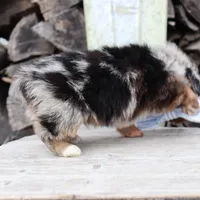 Blue Collar Male, a male Pembroke Welsh Corgi and Poodle - Toy  for sale in Mabank, TX – Photo 9 of 9