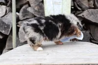 Blue Collar - Blue Merle Male , a male Pembroke Welsh Corgi and Poodle - Toy  for sale in Mabank, TX – Photo 2 of 3