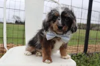Blue Collar Male, a male Pembroke Welsh Corgi and Poodle - Toy  for sale in Mabank, TX – Photo 2 of 9