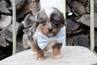 Blue Collar - Blue Merle Male , a male Pembroke Welsh Corgi and Poodle - Toy  for sale in Mabank, TX – Photo 3 of 3
