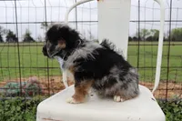 Blue Collar Male, a male Pembroke Welsh Corgi and Poodle - Toy  for sale in Mabank, TX – Photo 3 of 9