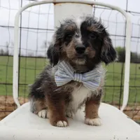 Blue Collar Male, a male Pembroke Welsh Corgi and Poodle - Toy  for sale in Mabank, TX – Photo 1 of 9