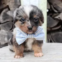 Blue Collar Male, a male Pembroke Welsh Corgi and Poodle - Toy  for sale in Mabank, TX – Photo 8 of 9