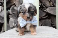 Blue Collar - Blue Merle Male , a male Pembroke Welsh Corgi and Poodle - Toy  for sale in Mabank, TX – Photo 1 of 3