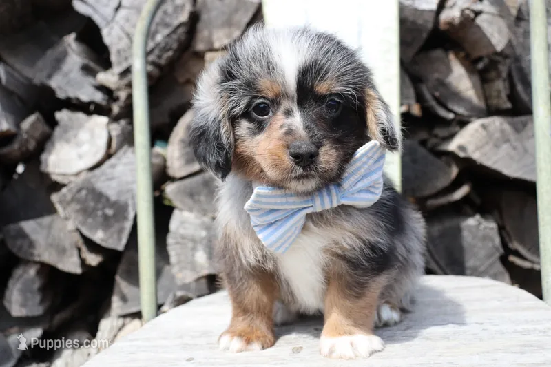 Blue Collar - Blue Merle Male 