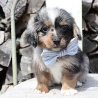 Blue Collar Male, a male Pembroke Welsh Corgi and Poodle - Toy  for sale in Mabank, TX – Photo 4 of 9