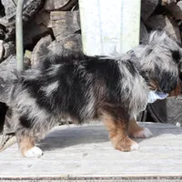 Blue Collar Male, a male Pembroke Welsh Corgi and Poodle - Toy  for sale in Mabank, TX – Photo 6 of 9