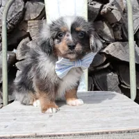 Blue Collar Male, a male Pembroke Welsh Corgi and Poodle - Toy  for sale in Mabank, TX – Photo 5 of 9