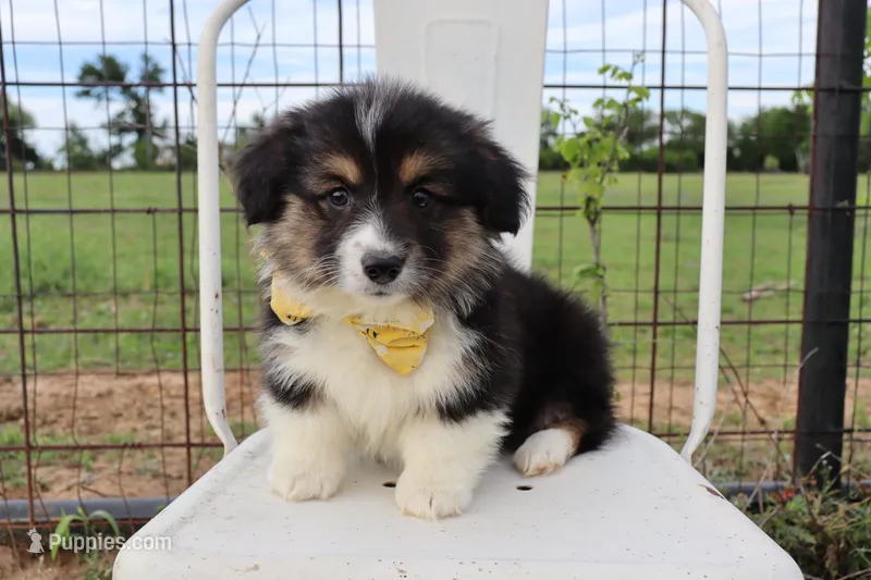 Yellow collar FLUFFY male  – Pembroke Welsh Corgi puppy for sale in Mabank, TX