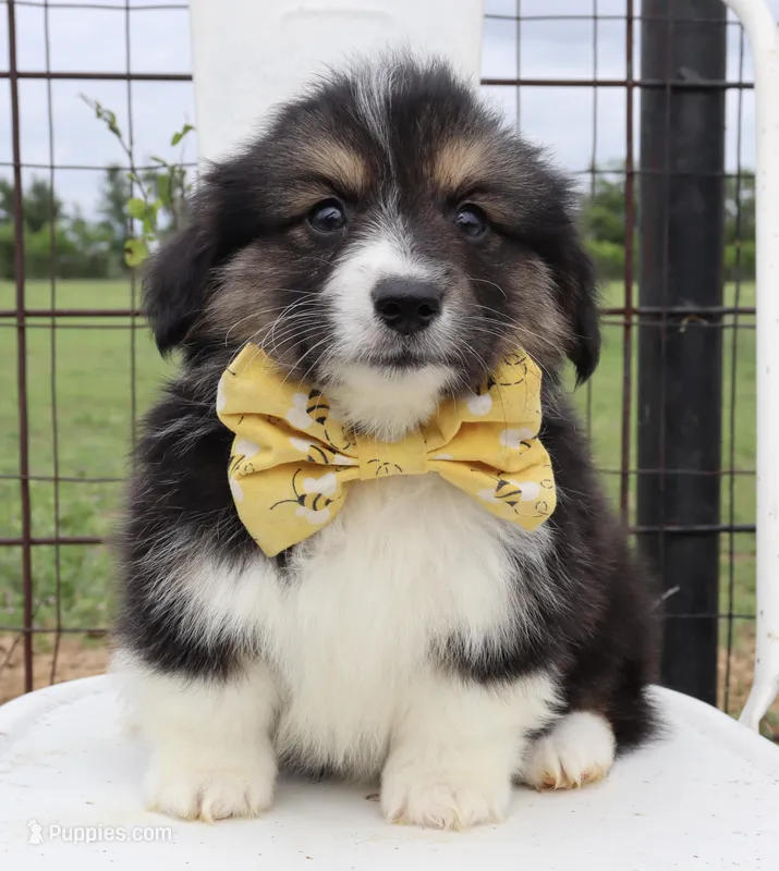 Yellow collar FLUFFY male  – Pembroke Welsh Corgi puppy for sale in Mabank, TX