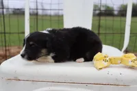 Yellow collar FLUFFY male , a male Pembroke Welsh Corgi for sale in Mabank, TX – Photo 2 of 4