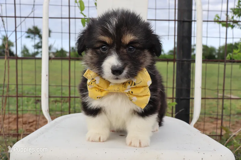 Yellow collar FLUFFY male  – Pembroke Welsh Corgi puppy for sale in Mabank, TX