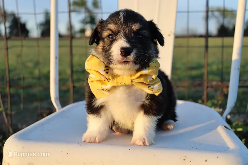 Yellow collar FLUFFY male  – Pembroke Welsh Corgi puppy for sale in Mabank, TX