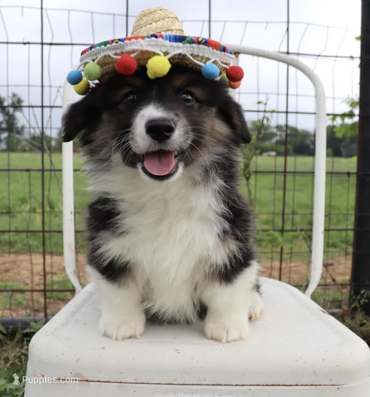 Yellow collar FLUFFY male  – Pembroke Welsh Corgi puppy for sale in Mabank, TX