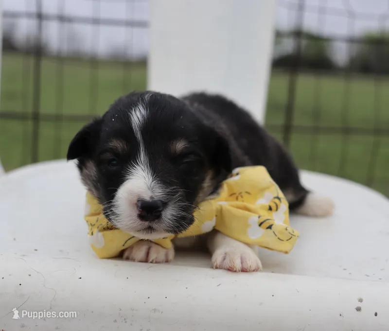 Yellow collar FLUFFY male  – Pembroke Welsh Corgi puppy for sale in Mabank, TX