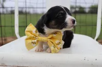 Yellow collar FLUFFY male , a male Pembroke Welsh Corgi for sale in Mabank, TX – Photo 3 of 4