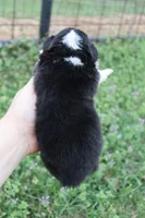 Yellow collar FLUFFY male , a male Pembroke Welsh Corgi for sale in Mabank, TX – Photo 4 of 4