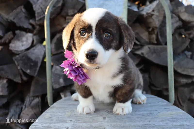 Purple Collar Brindle Female  – Pembroke Welsh Corgi puppy for sale in Mabank, TX