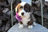 Purple Collar Brindle Female , a female Pembroke Welsh Corgi for sale in Mabank, TX – Photo 1 of 3