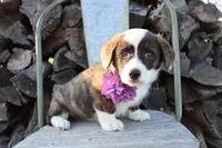 Purple Collar Brindle Female , a female Pembroke Welsh Corgi for sale in Mabank, TX – Photo 2 of 3