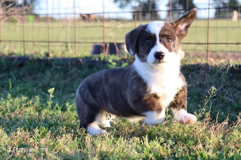 Purple Collar Brindle Female  – Pembroke Welsh Corgi puppy for sale in Mabank, TX