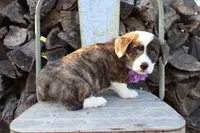 Purple Collar Brindle Female , a female Pembroke Welsh Corgi for sale in Mabank, TX – Photo 3 of 3