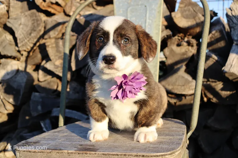 Purple Collar Brindle Female  – Pembroke Welsh Corgi puppy for sale in Mabank, TX