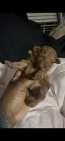 clover, a female Poodle - Toy  for sale in Durham, NC – 5 of 6