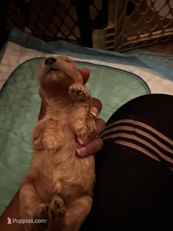 Barrett’s Boy 3 – Poodle - Toy  puppy for sale in Durham, NC