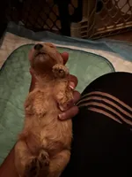 Barrett’s Boy 3, a male Poodle - Toy  for sale in Durham, NC – Photo 1 of 2