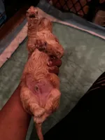 Barrett’s Boy 3, a male Poodle - Toy  for sale in Durham, NC – Photo 3 of 3