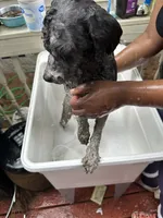Bruce, a male Poodle - Toy  and Poodle - Miniature  for sale in Durham, NC – 4 of 7