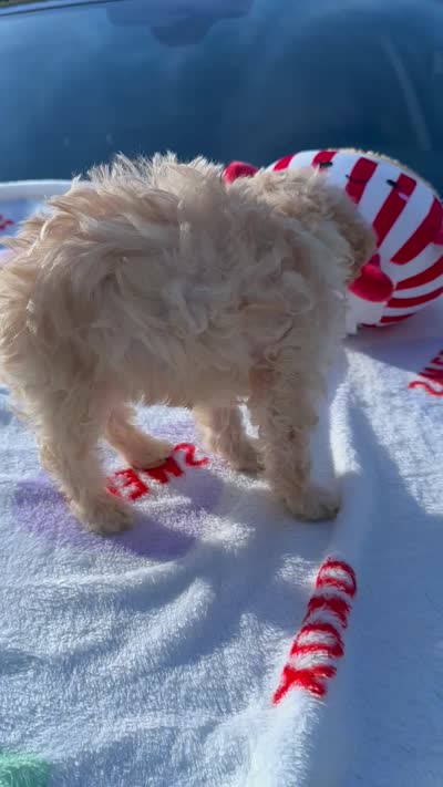Tilly’s Boy 3, a male Poodle - Miniature  for sale in Durham, NC – 10 of 10