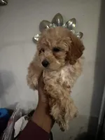 Tillys Boy 1, a male Poodle - Miniature  for sale in Durham, NC – Photo 1 of 2