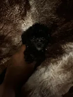 Princess Gallon, a female Poodle - Toy  and Poodle - Miniature  for sale in Durham, NC – Photo 1 of 8