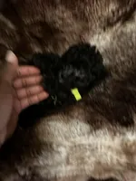 Princess Gallon, a female Poodle - Toy  and Poodle - Miniature  for sale in Durham, NC – Photo 8 of 8