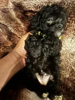 Princess Gallon, a female Poodle - Toy  and Poodle - Miniature  for sale in Durham, NC – Photo 7 of 8