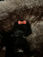 Princess Gallon, a female Poodle - Toy  and Poodle - Miniature  for sale in Durham, NC – Photo 3 of 8