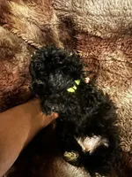 Princess Gallon, a female Poodle - Toy  and Poodle - Miniature  for sale in Durham, NC – Photo 5 of 8