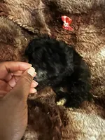 Princess Gallon, a female Poodle - Toy  and Poodle - Miniature  for sale in Durham, NC – Photo 4 of 8