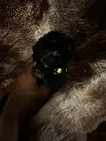 Princess Gallon, a female Poodle - Toy  and Poodle - Miniature  for sale in Durham, NC – Photo 2 of 8