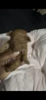 Fern — Female Red Toy Poodle, a female Poodle - Toy  for sale in Durham, NC – 2 of 4