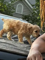 Tilly’s Boy 3, a male Poodle - Miniature  for sale in Durham, NC – 7 of 10