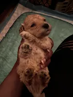 Barrington’s Boy 2, a male Poodle - Miniature  for sale in Durham, NC – Photo 3 of 3