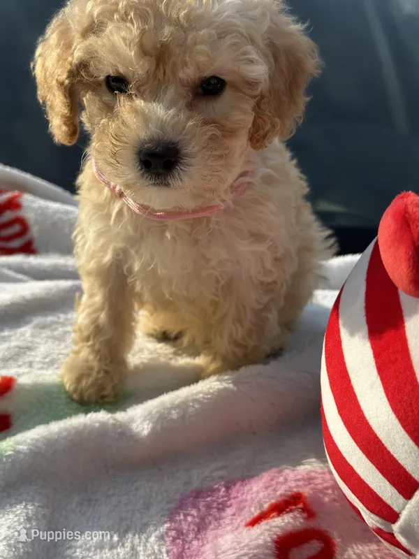 Barrington’s Boy 2 – Poodle - Miniature  puppy for sale in Durham, NC