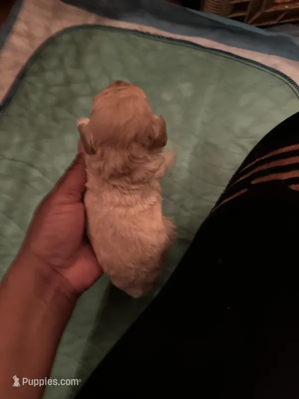 Barrington’s Boy 2 – Poodle - Miniature  puppy for sale in Durham, NC